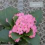 Kalanchoe – 4″ Pot